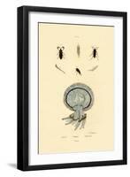 Jellyfish, 1833-39-null-Framed Giclee Print