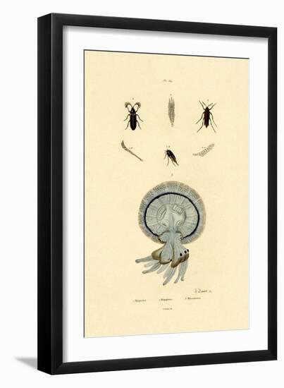 Jellyfish, 1833-39-null-Framed Giclee Print