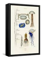 Jellyfish, 1833-39-null-Framed Stretched Canvas
