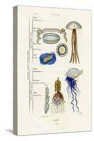 Jellyfish, 1833-39-null-Stretched Canvas