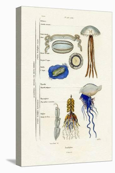 Jellyfish, 1833-39-null-Stretched Canvas