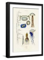 Jellyfish, 1833-39-null-Framed Giclee Print