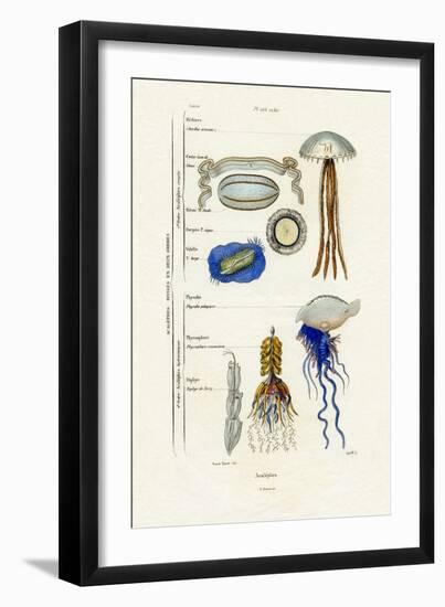 Jellyfish, 1833-39-null-Framed Giclee Print
