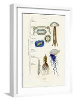 Jellyfish, 1833-39-null-Framed Giclee Print