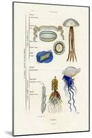 Jellyfish, 1833-39-null-Mounted Giclee Print