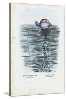 Jellyfish, 1863-79-Raimundo Petraroja-Stretched Canvas