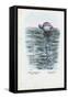 Jellyfish, 1863-79-Raimundo Petraroja-Framed Stretched Canvas