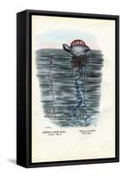 Jellyfish, 1863-79-Raimundo Petraroja-Framed Stretched Canvas