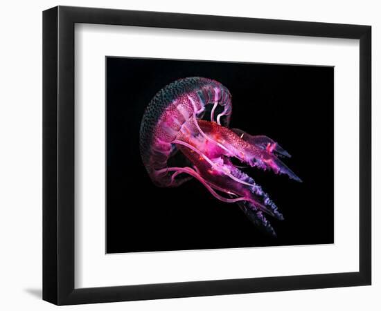 Jellyfish 3-IvanaOK-Framed Photographic Print