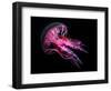 Jellyfish 3-IvanaOK-Framed Photographic Print