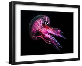 Jellyfish 3-IvanaOK-Framed Photographic Print