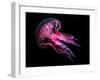 Jellyfish 3-IvanaOK-Framed Photographic Print