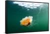 Jellyfish, Alaska-Paul Souders-Framed Stretched Canvas