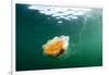 Jellyfish, Alaska-Paul Souders-Framed Photographic Print