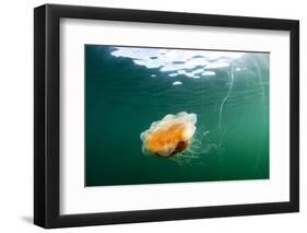 Jellyfish, Alaska-Paul Souders-Framed Photographic Print