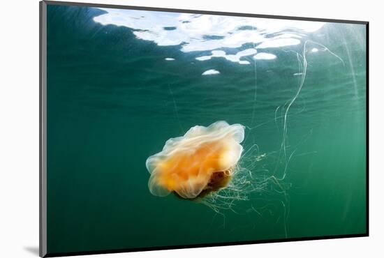 Jellyfish, Alaska-Paul Souders-Mounted Photographic Print