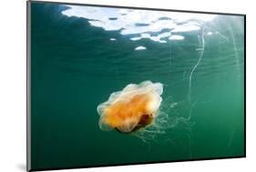 Jellyfish, Alaska-Paul Souders-Mounted Photographic Print