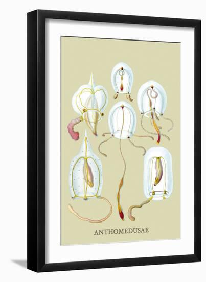 Jellyfish: Anthomedusae-Ernst Haeckel-Framed Art Print