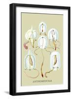 Jellyfish: Anthomedusae-Ernst Haeckel-Framed Art Print