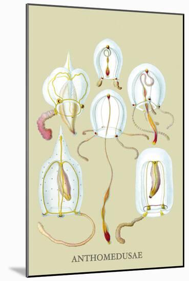 Jellyfish: Anthomedusae-Ernst Haeckel-Mounted Art Print