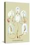 Jellyfish: Anthomedusae-Ernst Haeckel-Stretched Canvas