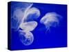 Jellyfish, Aquarium, Oceanographic Institute, Monaco-Veille, Monaco-Ethel Davies-Stretched Canvas