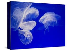 Jellyfish, Aquarium, Oceanographic Institute, Monaco-Veille, Monaco-Ethel Davies-Stretched Canvas