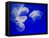 Jellyfish, Aquarium, Oceanographic Institute, Monaco-Veille, Monaco-Ethel Davies-Framed Stretched Canvas