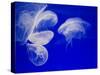 Jellyfish, Aquarium, Oceanographic Institute, Monaco-Veille, Monaco-Ethel Davies-Stretched Canvas