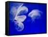 Jellyfish, Aquarium, Oceanographic Institute, Monaco-Veille, Monaco-Ethel Davies-Framed Stretched Canvas