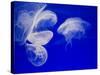 Jellyfish, Aquarium, Oceanographic Institute, Monaco-Veille, Monaco-Ethel Davies-Stretched Canvas