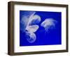 Jellyfish, Aquarium, Oceanographic Institute, Monaco-Veille, Monaco-Ethel Davies-Framed Photographic Print