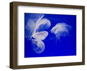 Jellyfish, Aquarium, Oceanographic Institute, Monaco-Veille, Monaco-Ethel Davies-Framed Photographic Print