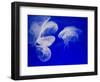 Jellyfish, Aquarium, Oceanographic Institute, Monaco-Veille, Monaco-Ethel Davies-Framed Photographic Print