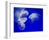Jellyfish, Aquarium, Oceanographic Institute, Monaco-Veille, Monaco-Ethel Davies-Framed Photographic Print