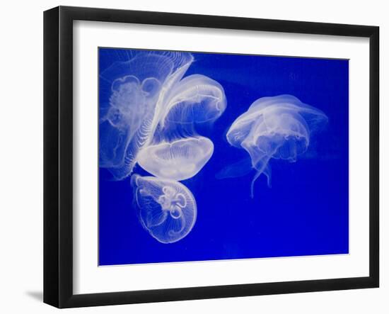 Jellyfish, Aquarium, Oceanographic Institute, Monaco-Veille, Monaco-Ethel Davies-Framed Photographic Print