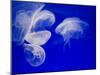 Jellyfish, Aquarium, Oceanographic Institute, Monaco-Veille, Monaco-Ethel Davies-Mounted Photographic Print