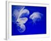 Jellyfish, Aquarium, Oceanographic Institute, Monaco-Veille, Monaco-Ethel Davies-Framed Photographic Print