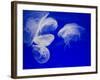 Jellyfish, Aquarium, Oceanographic Institute, Monaco-Veille, Monaco-Ethel Davies-Framed Photographic Print