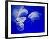 Jellyfish, Aquarium, Oceanographic Institute, Monaco-Veille, Monaco-Ethel Davies-Framed Photographic Print