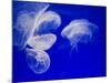 Jellyfish, Aquarium, Oceanographic Institute, Monaco-Veille, Monaco-Ethel Davies-Mounted Photographic Print