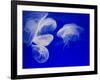 Jellyfish, Aquarium, Oceanographic Institute, Monaco-Veille, Monaco-Ethel Davies-Framed Photographic Print