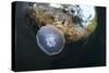 Jellyfish below the Surface-Bernard Radvaner-Stretched Canvas