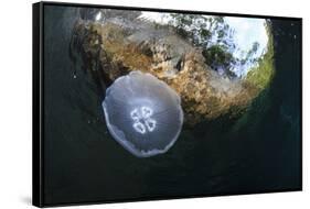 Jellyfish below the Surface-Bernard Radvaner-Framed Stretched Canvas