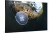 Jellyfish below the Surface-Bernard Radvaner-Stretched Canvas