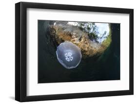 Jellyfish below the Surface-Bernard Radvaner-Framed Photographic Print