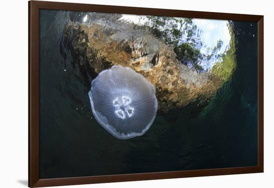 Jellyfish below the Surface-Bernard Radvaner-Framed Photographic Print