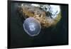 Jellyfish below the Surface-Bernard Radvaner-Framed Photographic Print