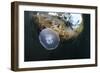 Jellyfish below the Surface-Bernard Radvaner-Framed Photographic Print