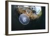 Jellyfish below the Surface-Bernard Radvaner-Framed Photographic Print